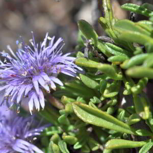 Globularia repens Lam. [1779] [nn30309] par Jean Paul Saint Marc le 03/07/2024 - Sallent de Gállego