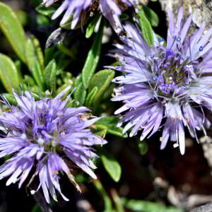 Globularia repens Lam. [1779] [nn30309] par Jean Paul Saint Marc le 03/07/2024 - Sallent de Gállego