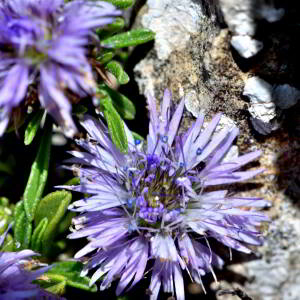 Globularia repens Lam. [1779] [nn30309] par Jean Paul Saint Marc le 03/07/2024 - Sallent de Gállego