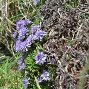 Globularia repens Lam. [1779] [nn30309] par Jean Paul Saint Marc le 03/07/2024 - Sallent de Gállego