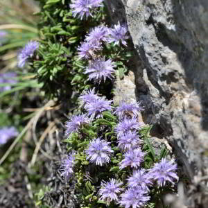 Globularia repens Lam. [1779] [nn30309] par Jean Paul Saint Marc le 03/07/2024 - Sallent de Gállego