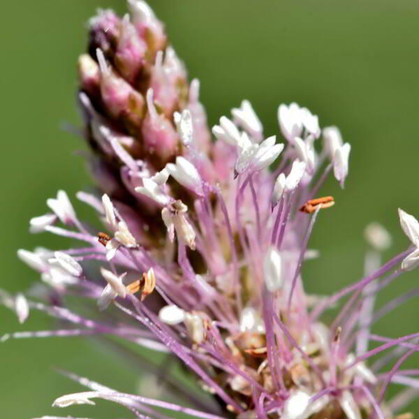 Plantago media L. [1753] [nn50001] par Jean Paul Saint Marc le 03/07/2024 - Laruns