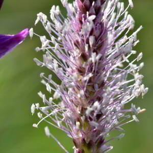 Plantago media L. [1753] [nn50001] par Jean Paul Saint Marc le 03/07/2024 - Laruns