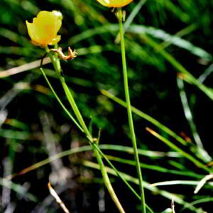 Ranunculus bulbosus L. [1753] [nn54838] par Jean Paul Saint Marc le 03/07/2024 - Laruns