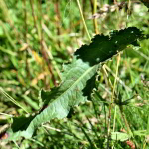 Rumex crispus L. [1753] [nn58698] par Jean Paul Saint Marc le 03/07/2024 - Laruns