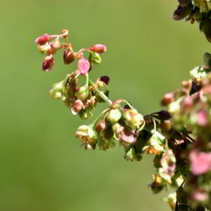 Rumex crispus L. [1753] [nn58698] par Jean Paul Saint Marc le 03/07/2024 - Laruns