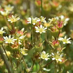 Saxifraga moschata Wulfen [1781] [nn60878] par Jean Paul Saint Marc le 03/07/2024 - Laruns