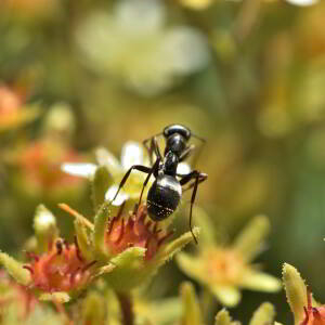 Saxifraga moschata Wulfen [1781] [nn60878] par Jean Paul Saint Marc le 03/07/2024 - Laruns