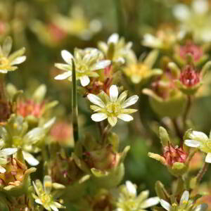 Saxifraga moschata Wulfen [1781] [nn60878] par Jean Paul Saint Marc le 03/07/2024 - Laruns