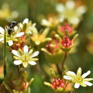 Saxifraga moschata Wulfen [1781] [nn60878] par Jean Paul Saint Marc le 03/07/2024 - Laruns