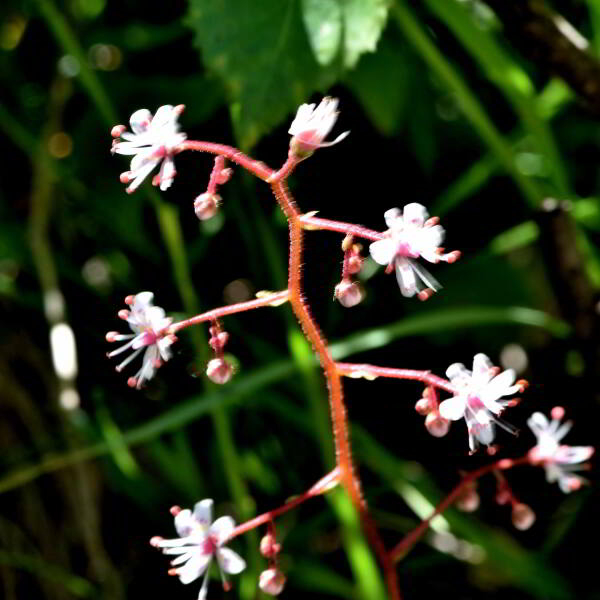 Saxifraga umbrosa L. [1762] [nn61050] par Jean Paul Saint Marc le 03/07/2024 - Laruns