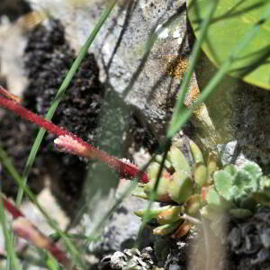 Saxifraga paniculata Mill. [1768] [nn75489] par Jean Paul Saint Marc le 03/07/2024 - Laruns