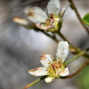 Saxifraga paniculata Mill. [1768] [nn75489] par Jean Paul Saint Marc le 03/07/2024 - Laruns