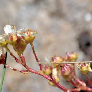 Saxifraga paniculata Mill. [1768] [nn75489] par Jean Paul Saint Marc le 03/07/2024 - Laruns