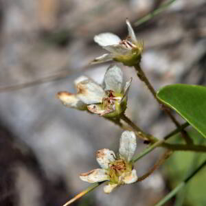 Saxifraga paniculata Mill. [1768] [nn75489] par Jean Paul Saint Marc le 03/07/2024 - Laruns