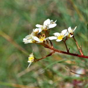 Saxifraga paniculata Mill. [1768] [nn75489] par Jean Paul Saint Marc le 03/07/2024 - Laruns