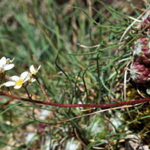 Saxifraga paniculata Mill. [1768] [nn75489] par Jean Paul Saint Marc le 03/07/2024 - Laruns