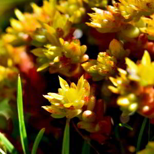 Sedum annuum L. [1753] [nn62159] par Jean Paul Saint Marc le 03/07/2024 - Laruns