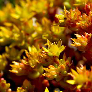 Sedum annuum L. [1753] [nn62159] par Jean Paul Saint Marc le 03/07/2024 - Laruns