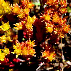 Sedum annuum L. [1753] [nn62159] par Jean Paul Saint Marc le 03/07/2024 - Laruns