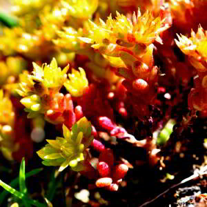 Sedum annuum L. [1753] [nn62159] par Jean Paul Saint Marc le 03/07/2024 - Laruns