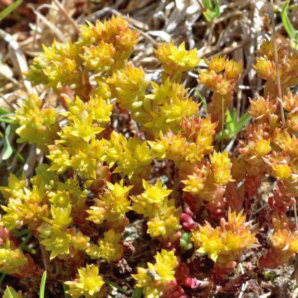 Sedum annuum L. [1753] [nn62159] par Jean Paul Saint Marc le 03/07/2024 - Laruns