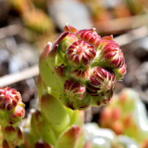 Sempervivum arachnoideum L. [1753] [nn62574] par Jean Paul Saint Marc le 03/07/2024 - Laruns