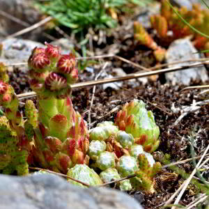 Sempervivum arachnoideum L. [1753] [nn62574] par Jean Paul Saint Marc le 03/07/2024 - Laruns