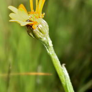 Senecio doronicum (L.) L. [1759] [nn62835] par Jean Paul Saint Marc le 03/07/2024 - Laruns