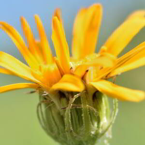 Senecio doronicum (L.) L. [1759] [nn62835] par Jean Paul Saint Marc le 03/07/2024 - Laruns