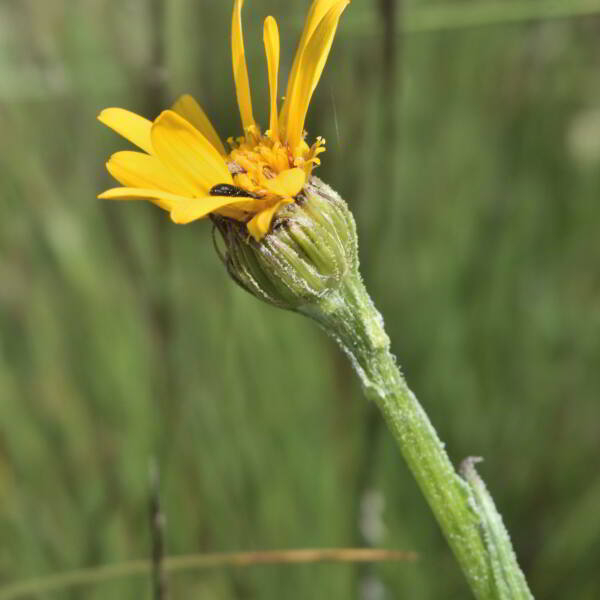 Senecio doronicum (L.) L. [1759] [nn62835] par Jean Paul Saint Marc le 03/07/2024 - Laruns