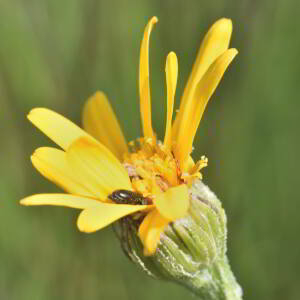 Senecio doronicum (L.) L. [1759] [nn62835] par Jean Paul Saint Marc le 03/07/2024 - Laruns