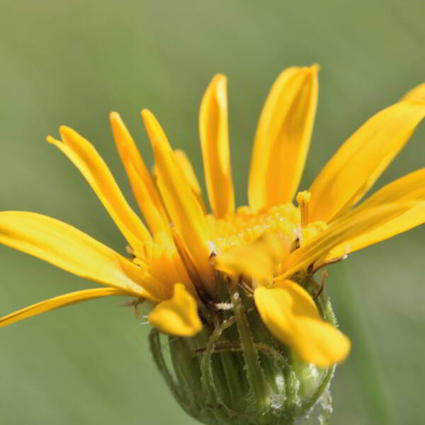 Senecio doronicum (L.) L. [1759] [nn62835] par Jean Paul Saint Marc le 03/07/2024 - Laruns