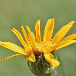 Senecio doronicum (L.) L. [1759] [nn62835] par Jean Paul Saint Marc le 03/07/2024 - Laruns