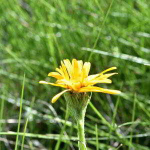 Senecio doronicum (L.) L. [1759] [nn62835] par Jean Paul Saint Marc le 03/07/2024 - Laruns