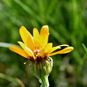 Senecio doronicum (L.) L. [1759] [nn62835] par Jean Paul Saint Marc le 03/07/2024 - Laruns