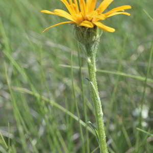 Senecio doronicum (L.) L. [1759] [nn62835] par Jean Paul Saint Marc le 03/07/2024 - Laruns