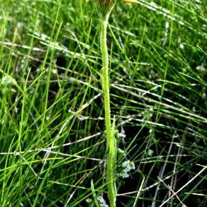 Senecio doronicum (L.) L. [1759] [nn62835] par Jean Paul Saint Marc le 03/07/2024 - Laruns