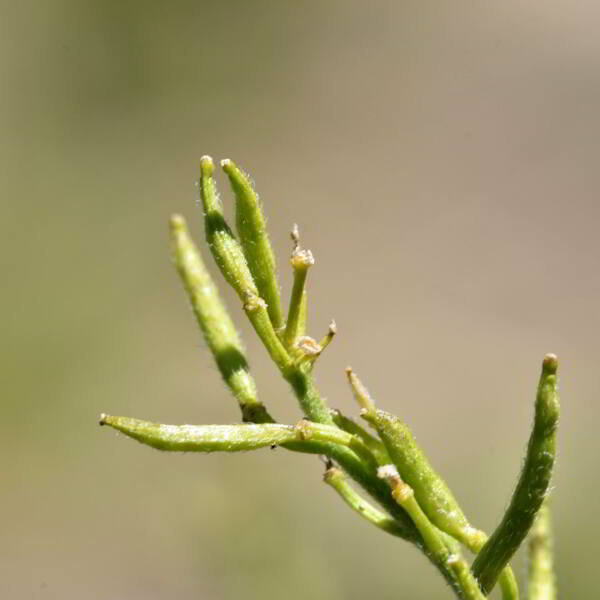 Sisymbrium austriacum Jacq. [1775] [nn64588] par Jean Paul Saint Marc le 03/07/2024 - Laruns