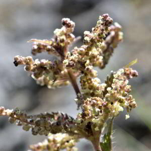 Urtica dioica L. [1753] [nn70396] par Jean Paul Saint Marc le 03/07/2024 - Laruns