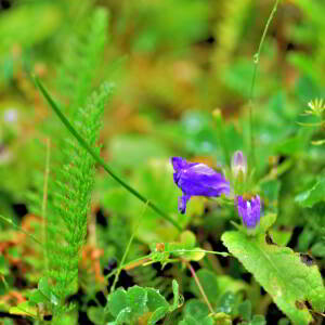 Campanula glomerata L. [1753] [nn12462] par Jean Paul Saint Marc le 21/07/2024 - Lescun