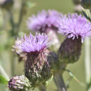 Photographie n°3131494 du taxon Cirsium arvense (L.) Scop. [1772]