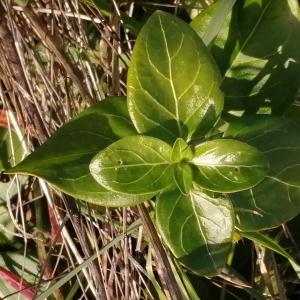  - Vinca major subsp. major