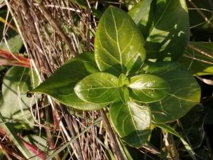Patrick Ressayre, le 23 février 2025 (Bourg-Saint-Andéol)