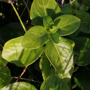  - Vinca major subsp. major