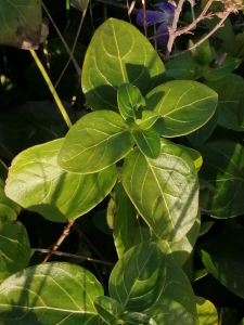Patrick Ressayre, le 23 février 2025 (Bourg-Saint-Andéol)