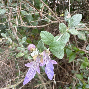 Teucrium fruticans