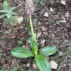 Himantoglossum robertianum