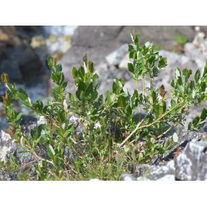 Salix myrsinifolia subsp. alpicola (Buser) Kerguélen (Saule des Alpes)