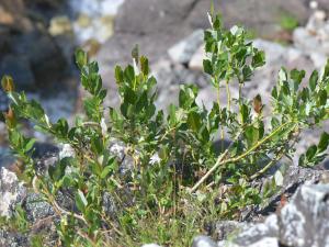 Jean-Claude Lincker, le  3 août 2024 (Villar-d'Arêne)